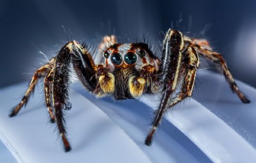 Örümcek Fobisi